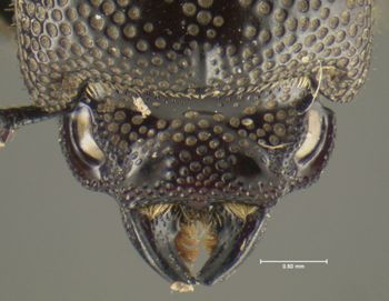Media type: image;   Entomology 29590 Aspect: head dorsal view